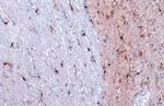 IBA1 Antibody in Immunohistochemistry (Paraffin) (IHC (P))