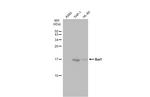 IBA1 Antibody in Western Blot (WB)