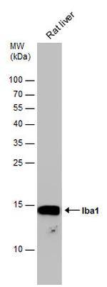 IBA1 Antibody in Western Blot (WB)