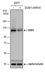 DDB1 Antibody