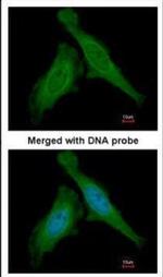 DDB1 Antibody in Immunocytochemistry (ICC/IF)