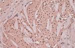 DDB1 Antibody in Immunohistochemistry (Paraffin) (IHC (P))