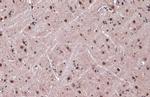 DDB1 Antibody in Immunohistochemistry (Paraffin) (IHC (P))