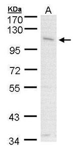 CLCA1 Antibody in Western Blot (WB)