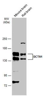 Dynactin 1 Antibody in Western Blot (WB)