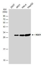 NQO1 Antibody in Western Blot (WB)