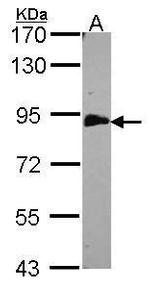 EML1 Antibody in Western Blot (WB)