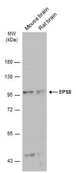 EPS8 Antibody in Western Blot (WB)