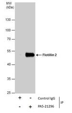 Flotillin 2 Antibody in Immunoprecipitation (IP)