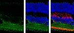 GAD65 Antibody in Immunohistochemistry (Frozen) (IHC (F))