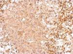 GAD65 Antibody in Immunohistochemistry (Paraffin) (IHC (P))