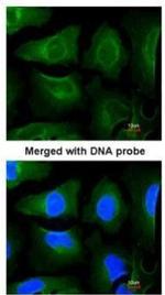 GOLGA3 Antibody in Immunocytochemistry (ICC/IF)