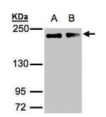 GOLGA3 Antibody in Western Blot (WB)