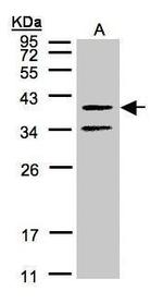 GALR2 Antibody in Western Blot (WB)