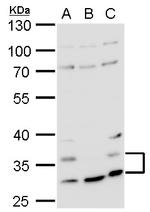 HRH4 Antibody in Western Blot (WB)