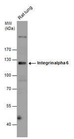 CD49f Antibody in Western Blot (WB)