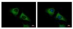 SCARA3 Antibody in Immunocytochemistry (ICC/IF)