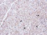 SCARA3 Antibody in Immunohistochemistry (Paraffin) (IHC (P))