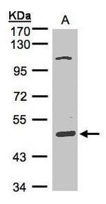 SCARA3 Antibody in Western Blot (WB)