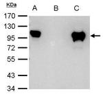 Glucocorticoid Receptor Antibody in Immunoprecipitation (IP)