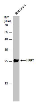 HPRT1 Antibody in Western Blot (WB)