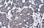 GGT1 Antibody in Immunohistochemistry (Paraffin) (IHC (P))