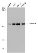 Filamin B Antibody in Western Blot (WB)