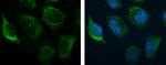 Complement C3 Antibody in Immunocytochemistry (ICC/IF)