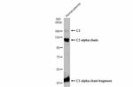 Complement C3 Antibody in Western Blot (WB)