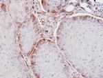 ASS1 Antibody in Immunohistochemistry (Paraffin) (IHC (P))