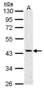 ASS1 Antibody in Western Blot (WB)