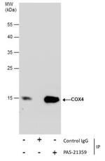 COX4 Antibody in Immunoprecipitation (IP)