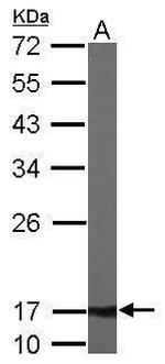 ATP5D Antibody in Western Blot (WB)