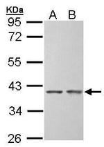 SGTA Antibody in Western Blot (WB)