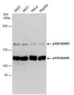 ADAR1 Antibody in Western Blot (WB)