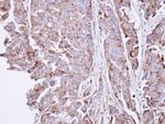 SGSH Antibody in Immunohistochemistry (Paraffin) (IHC (P))