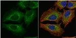 PGD Antibody in Immunocytochemistry (ICC/IF)