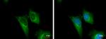 PGD Antibody in Immunocytochemistry (ICC/IF)