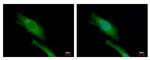 DAP5 Antibody in Immunocytochemistry (ICC/IF)