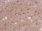 DAP5 Antibody in Immunohistochemistry (Paraffin) (IHC (P))