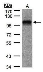 DAP5 Antibody in Western Blot (WB)