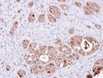 DDT Antibody in Immunohistochemistry (Paraffin) (IHC (P))