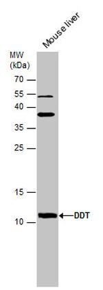 DDT Antibody in Western Blot (WB)