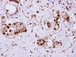 ERH Antibody in Immunohistochemistry (Paraffin) (IHC (P))