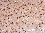 ERH Antibody in Immunohistochemistry (Paraffin) (IHC (P))