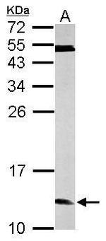 ERH Antibody in Western Blot (WB)