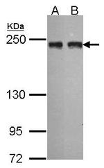 MIA3 Antibody in Western Blot (WB)