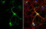 GAD67 Antibody in Immunocytochemistry (ICC/IF)