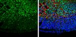 GAD67 Antibody in Immunohistochemistry (Frozen) (IHC (F))