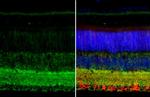 GAD67 Antibody in Immunohistochemistry (Paraffin) (IHC (P))